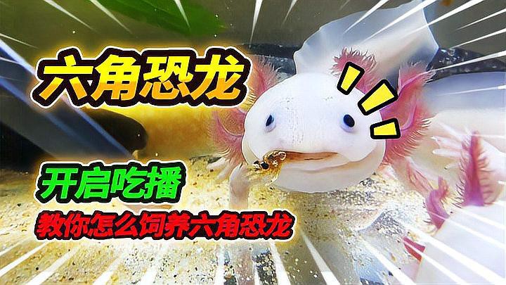 養六角恐龍魚怎么養才好