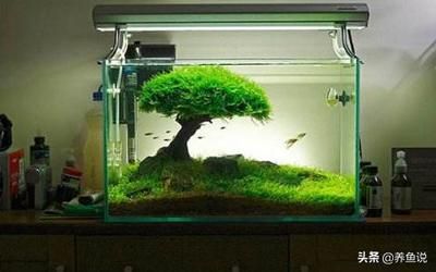 觀賞魚缸的制作方法是幾種常見的制作方法對你有所幫助：如何選擇觀賞魚缸材質