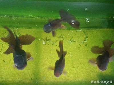 觀賞魚缸的制作方法是幾種常見的制作方法對你有所幫助：如何選擇觀賞魚缸材質