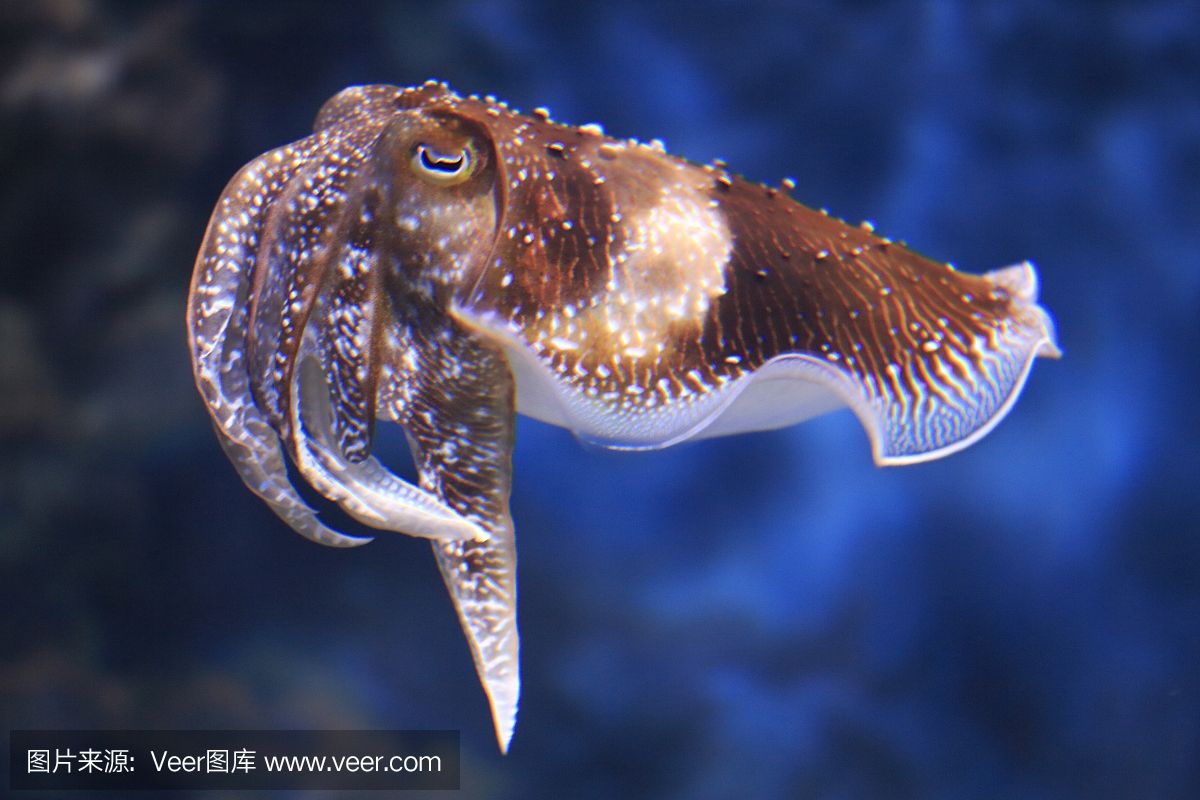 海洋生物多樣性研究海洋生物多樣性研究海洋生物多樣性：關于海王星魚缸系統的問題