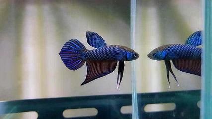 過背金龍魚多久發(fā)色：過背金龍魚發(fā)色時(shí)間的詳細(xì)解釋