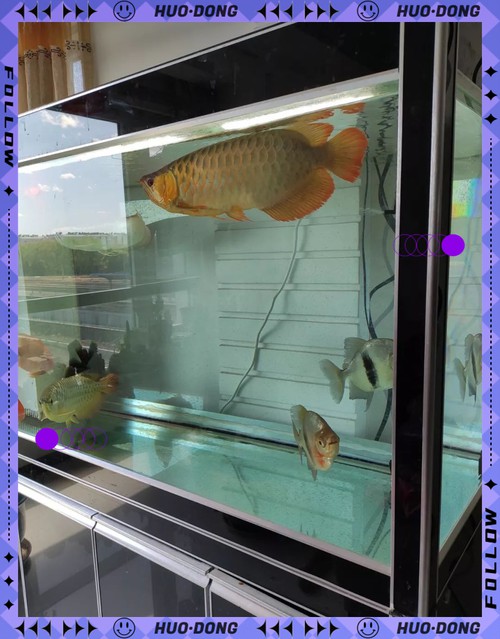 為什么龍魚會跳缸呢圖片