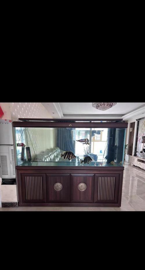 為什么龍魚會跳缸呢圖片