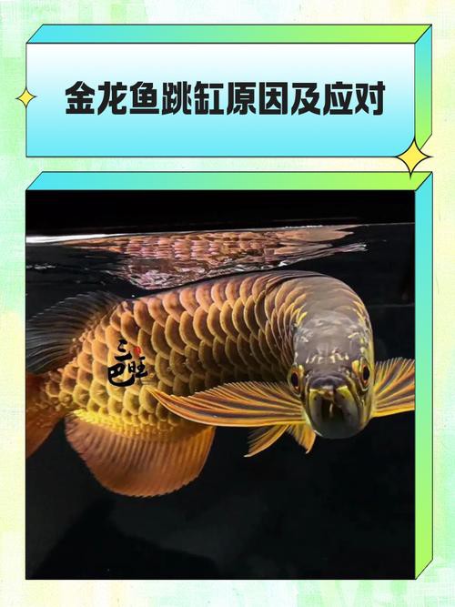 為什么龍魚會跳缸呢圖片