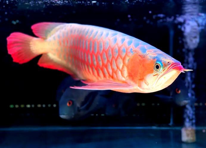 為什么龍魚會跳缸呢圖片