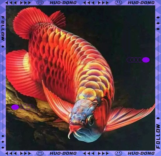 為什么龍魚會跳缸呢圖片