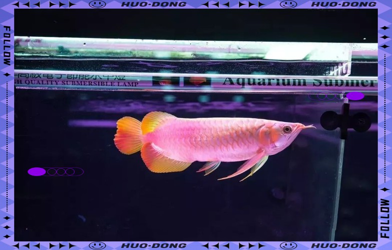 為什么龍魚會跳缸呢圖片