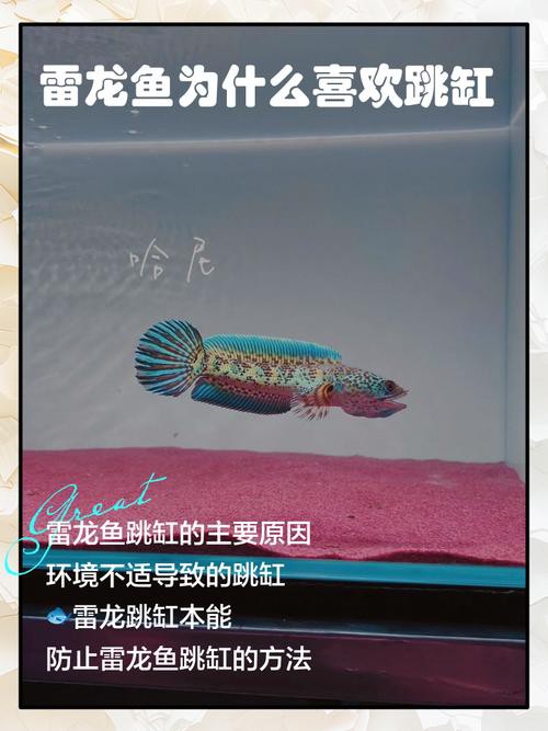 為什么龍魚會跳缸呢圖片