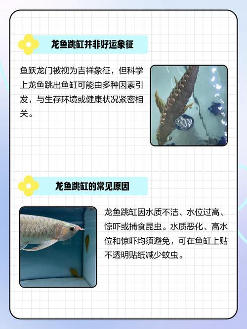 為什么龍魚會跳缸呢圖片