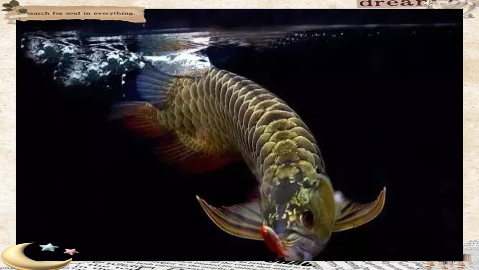 為什么龍魚會跳缸呢圖片