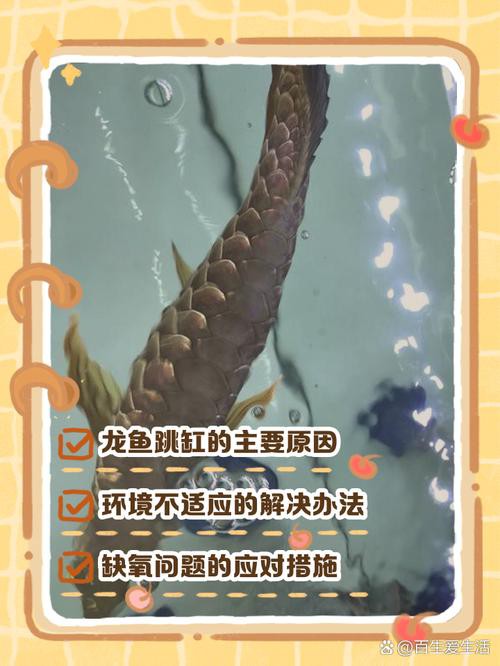 為什么龍魚會跳缸呢圖片