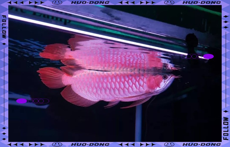 為什么龍魚會跳缸呢圖片