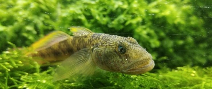 草缸與魚缸的區別：草缸和魚缸和魚缸的區別，草缸和魚缸的區別是什么