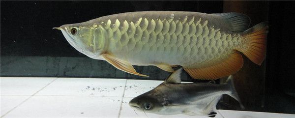龍魚一直浮在水面怎么辦：龍魚一直浮在水面可能是由于水質不佳、缺氧、缺氧、溫度不適宜 龍魚一直浮在水面怎么辦：龍魚一直浮在水面可能是由于水質不佳、缺氧、缺氧、溫度不適宜 龍魚百科 第1張