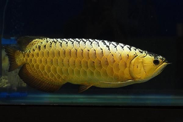 金龍魚活體百度百科：金龍魚怎么養？