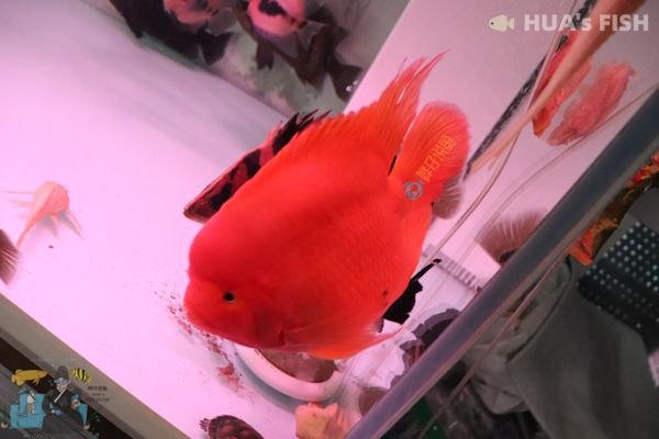 紅鸚鵡魚缸水發(fā)黃的原因是什么，紅鸚鵡魚缸水發(fā)黃的原因：紅鸚鵡魚缸水發(fā)黃怎么辦