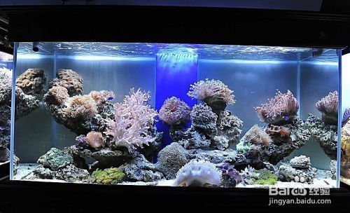 小魚缸過濾器安裝方法：小魚缸過濾器的安裝方法