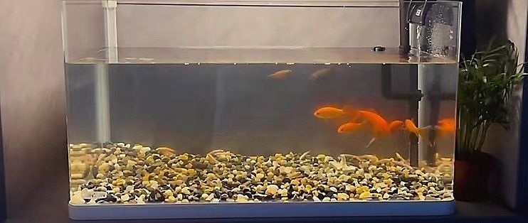 瘋狂水草（FKSC）魚缸（瘋狂水草（fksc）魚缸）