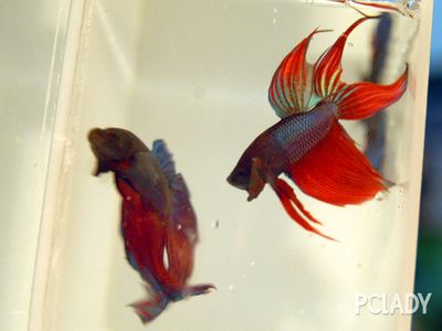 金龍魚飼養需要注意水質控制，適合金龍魚生長的水體ph值應在6.5之間：金龍魚怎么飼養，