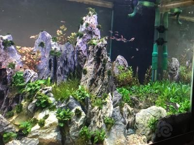 底濾魚缸造景的技巧：底濾魚缸的造景技巧
