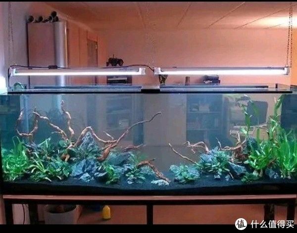 魚缸水變渾濁的原因及解決辦法視頻（關(guān)于魚缸水變渾濁的原因及解決辦法）