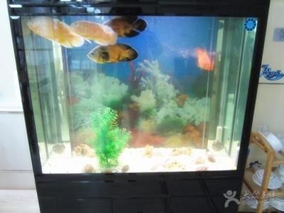 魚缸水變渾濁的原因及解決辦法視頻（關(guān)于魚缸水變渾濁的原因及解決辦法）