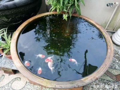 古法養魚的基礎知識：古法養魚與現代養魚對比古法養魚與現代養魚在理念和技術上有著顯著的區別 古法養魚的基礎知識：古法養魚與現代養魚對比古法養魚與現代養魚在理念和技術上有著顯著的區別 魚缸百科 第3張