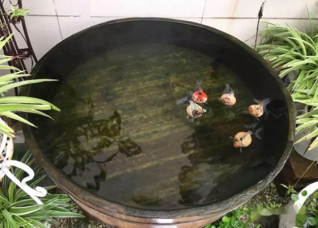 古法養魚的基礎知識：古法養魚與現代養魚對比古法養魚與現代養魚在理念和技術上有著顯著的區別 古法養魚的基礎知識：古法養魚與現代養魚對比古法養魚與現代養魚在理念和技術上有著顯著的區別 魚缸百科 第4張