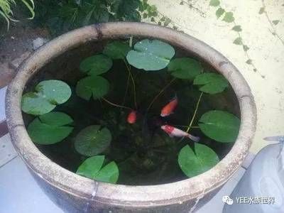 古法養魚的基礎知識：古法養魚與現代養魚對比古法養魚與現代養魚在理念和技術上有著顯著的區別 古法養魚的基礎知識：古法養魚與現代養魚對比古法養魚與現代養魚在理念和技術上有著顯著的區別 魚缸百科 第1張
