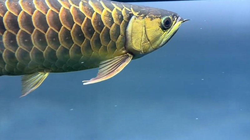 龍魚頭部撞傷后多久能恢復？