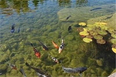 魚缸換水后水發(fā)混是由于多種原因引起的，如何預(yù)防魚缸水發(fā)混的關(guān)鍵：如何預(yù)防魚缸水發(fā)混