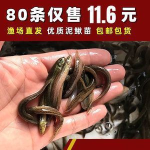 龍魚吃活食要注意什么：龍魚吃活食需要注意這些事項(xiàng)以確保龍魚的健康和幸福成長 龍魚吃活食要注意什么：龍魚吃活食需要注意這些事項(xiàng)以確保龍魚的健康和幸福成長 龍魚百科 第4張