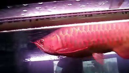 正大漁場(chǎng)龍魚證書號(hào)碼查詢官網(wǎng)（未找到“正大漁場(chǎng)龍魚證書號(hào)碼查詢官網(wǎng)”的具體信息） 正大漁場(chǎng)龍魚證書號(hào)碼查詢官網(wǎng)（未找到“正大漁場(chǎng)龍魚證書號(hào)碼查詢官網(wǎng)”的具體信息） 龍魚百科 第2張