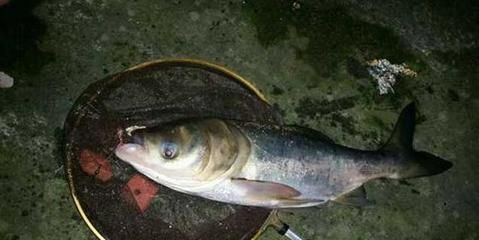 野釣龍魚(yú)：野釣龍魚(yú)最佳季節(jié)，龍魚(yú)餌料選擇指南 野釣龍魚(yú)：野釣龍魚(yú)最佳季節(jié)，龍魚(yú)餌料選擇指南 龍魚(yú)百科 第4張