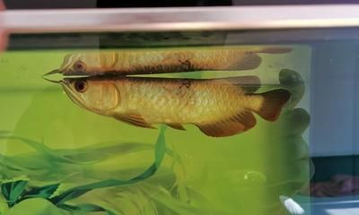 野釣龍魚(yú)：野釣龍魚(yú)最佳季節(jié)，龍魚(yú)餌料選擇指南 野釣龍魚(yú)：野釣龍魚(yú)最佳季節(jié)，龍魚(yú)餌料選擇指南 龍魚(yú)百科 第3張