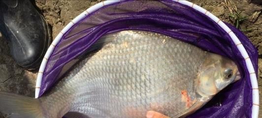 野釣龍魚(yú)：野釣龍魚(yú)最佳季節(jié)，龍魚(yú)餌料選擇指南 野釣龍魚(yú)：野釣龍魚(yú)最佳季節(jié)，龍魚(yú)餌料選擇指南 龍魚(yú)百科 第1張