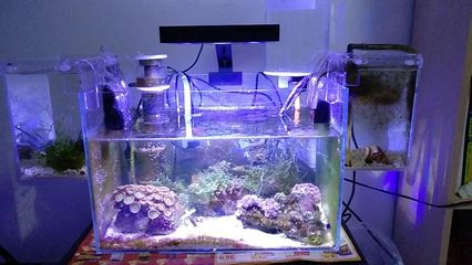 海水生態魚缸的使用年限和養護技巧：海水生態魚缸使用年限 海水生態魚缸的使用年限和養護技巧：海水生態魚缸使用年限 魚缸百科 第4張