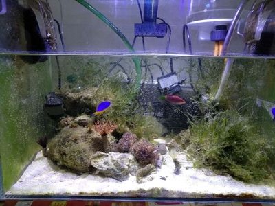 海水生態魚缸的使用年限和養護技巧：海水生態魚缸使用年限 海水生態魚缸的使用年限和養護技巧：海水生態魚缸使用年限 魚缸百科 第3張