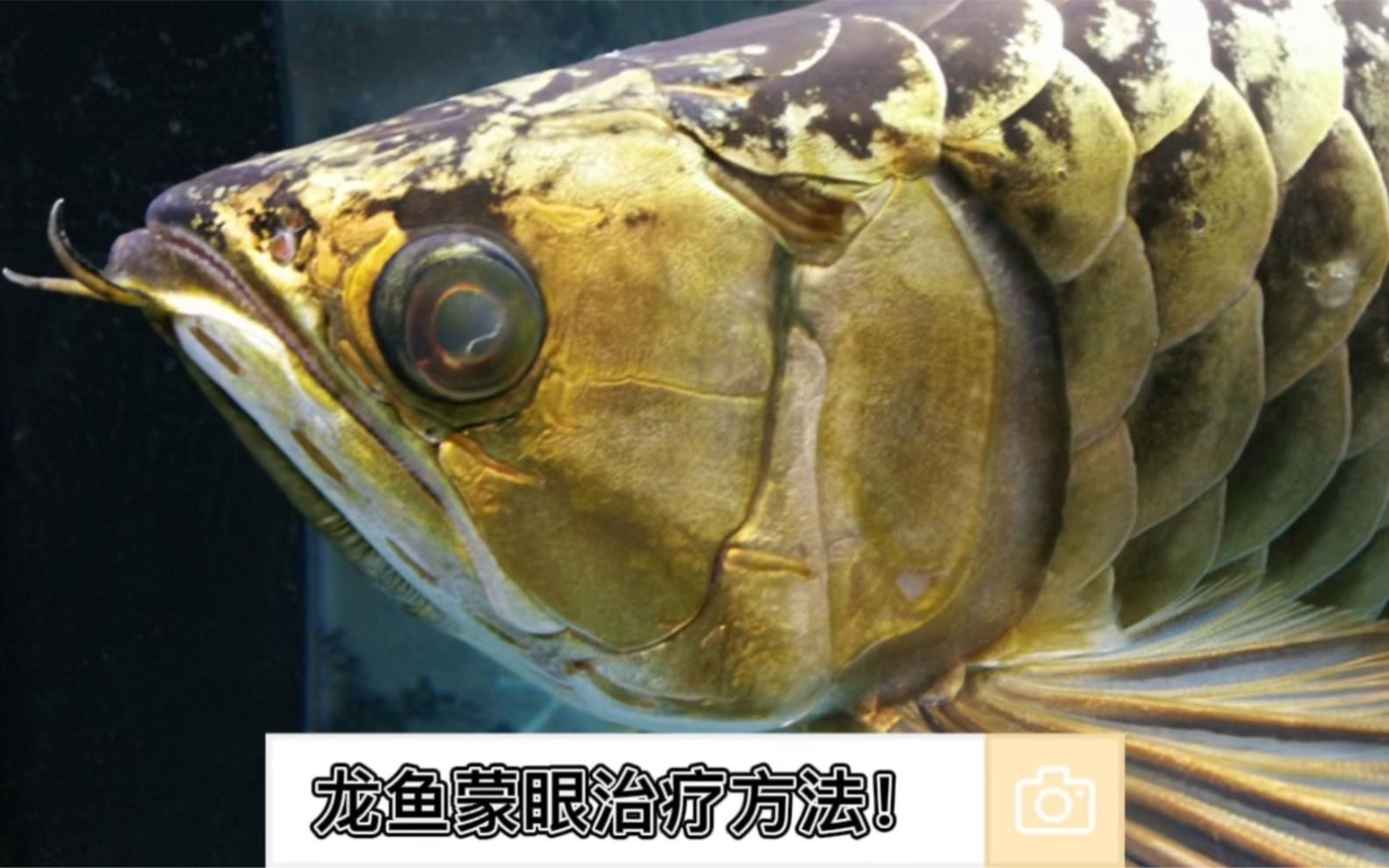 龍魚外蒙眼會自愈嗎？