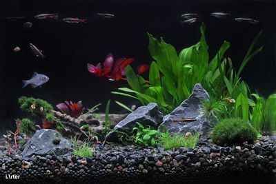 最好魚缸燈 最好魚缸燈 魚缸百科 第2張