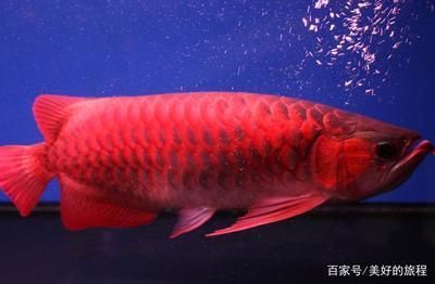 鄂倫春自治旗大楊樹鎮韻竹花卉店（鄂倫春旗大楊樹鎮鮮花店）