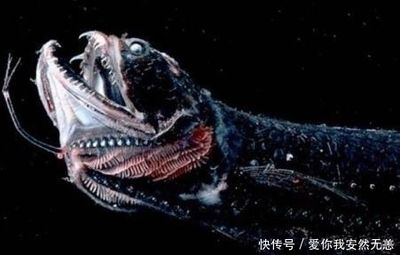 被龍魚咬一口（被龍魚咬傷了怎么辦）