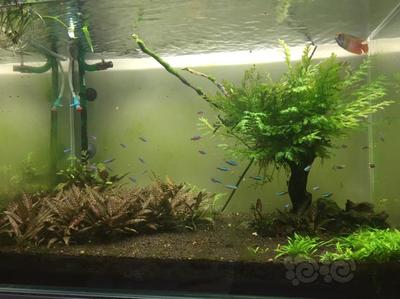 飛鳳魚和龍魚混養(yǎng)還需單獨喂食嗎（如何預(yù)防飛鳳魚和龍魚混養(yǎng)沖突）