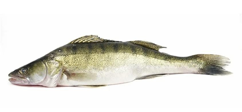 天山龍魚圖片高清大圖欣賞