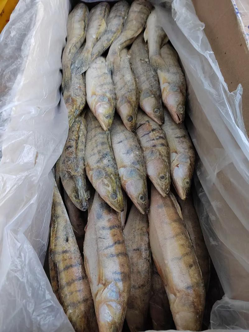 天山龍魚圖片高清大圖欣賞