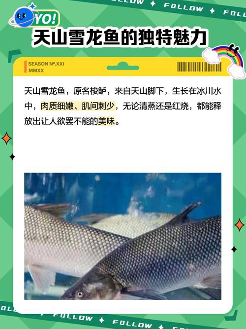 天山龍魚圖片高清大圖欣賞