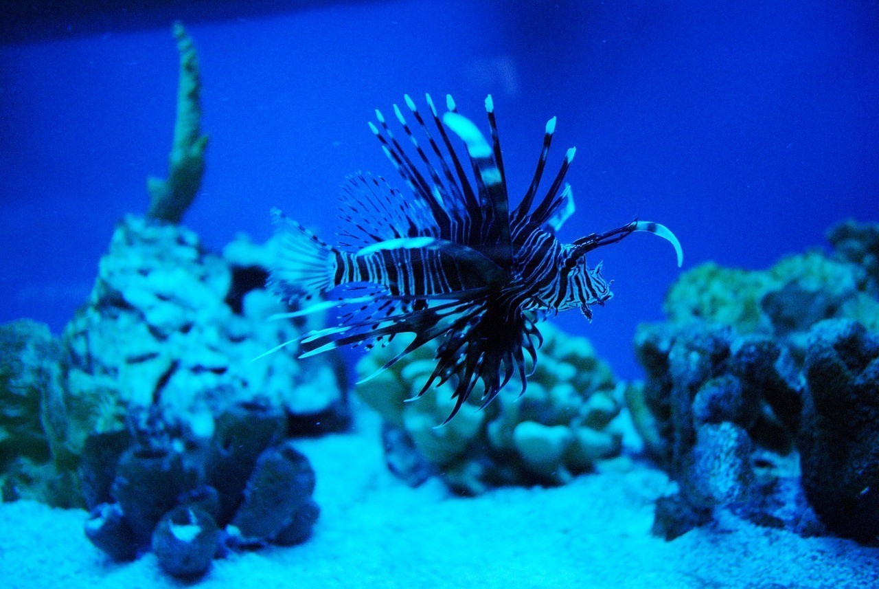 古塔區水之韻生態水族館 （古塔區水之韻生態水族館地址）