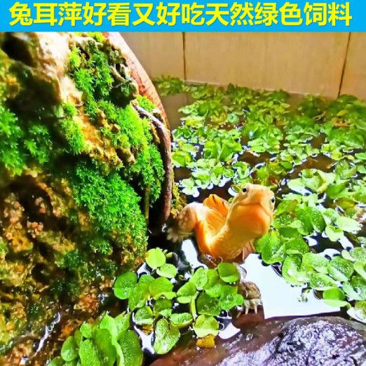 葫蘆（水葫蘆）在魚缸造景中的重要地位如何科學(xué)養(yǎng)護(hù)水葫蘆：水葫蘆在魚缸造景中的作用