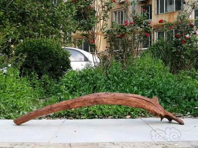 沉木的養護秘籍，你知道嗎？：拱橋沉木放魚缸里可以增加魚缸的觀賞性和造景效果 沉木的養護秘籍，你知道嗎？：拱橋沉木放魚缸里可以增加魚缸的觀賞性和造景效果 魚缸百科 第1張