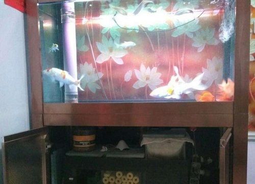 魚缸下水管噪音大怎么辦？：底濾魚缸下水管出現轟隆轟隆聲怎么辦？